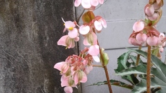 Tetragonisca angustula