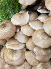 Armillaria ostoyae