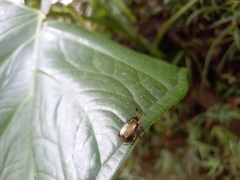 Coleoptera