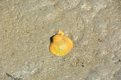 Clinocardium nuttallii