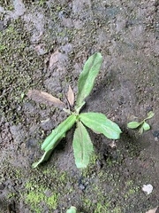Eryngium foetidum