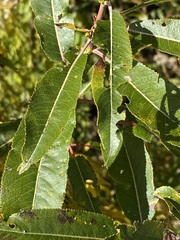 Salix eriocephala