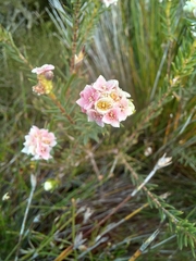 Lachnaea densiflora