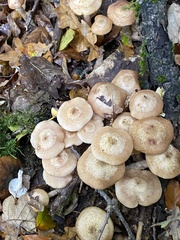 Armillaria ostoyae