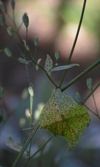 Puccinia lapsanae