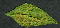 Puccinia lapsanae