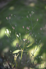 Puccinia lapsanae
