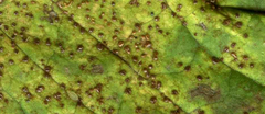 Puccinia lapsanae