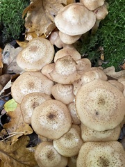 Armillaria ostoyae