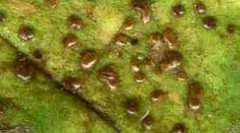 Puccinia lapsanae
