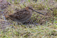 Gallinago gallinago faeroeensis
