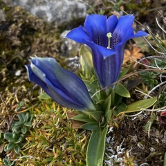 Gentiana clusii