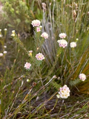 Lachnaea densiflora