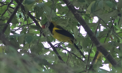 Icterus prosthemelas