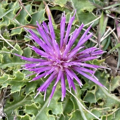 Cirsium acaule