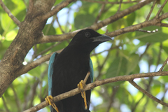 Cyanocorax yucatanicus