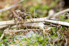 Alopecosa albofasciata