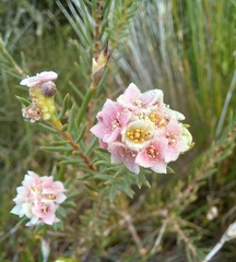 Lachnaea densiflora
