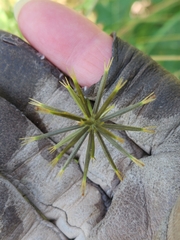 Bidens bipinnata