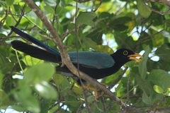Cyanocorax yucatanicus