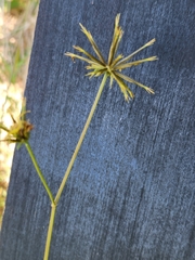 Bidens bipinnata
