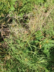 Bidens bipinnata