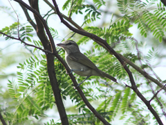 Vireo magister