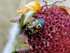 Zygogramma signatipennis