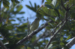 Vireo pallens