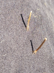 Bidens bipinnata