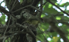 Cyclarhis gujanensis