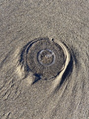 Aequorea victoria