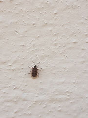 Kleidocerys resedae