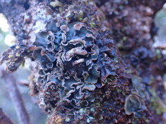 Peltigera collina