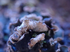 Peltigera collina