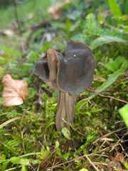 Helvella lacunosa