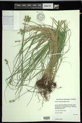 Carex molesta