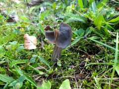 Helvella lacunosa