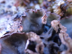 Peltigera collina