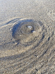 Aequorea victoria