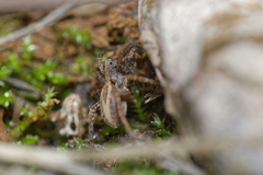 Alopecosa albofasciata