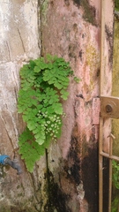 Adiantum tenerum
