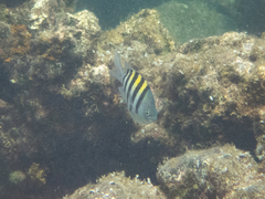 Abudefduf saxatilis