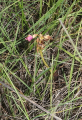 Ophrys tenthredinifera
