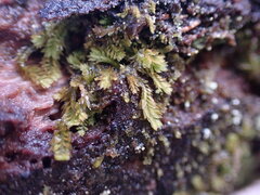 Douinia ovata
