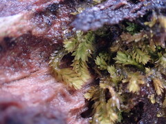 Douinia ovata