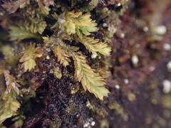 Douinia ovata