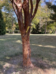 Acer griseum