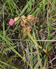 Ophrys tenthredinifera