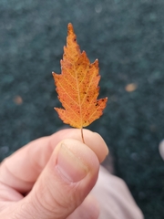 Acer ginnala